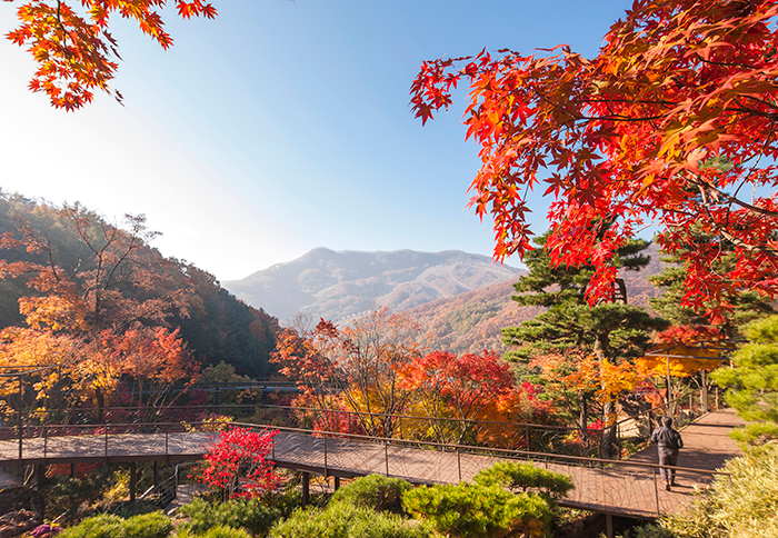 와우부산여행사 [부산출발]  화담숲단풍+진천농다리 당일 테마여행 버스투어