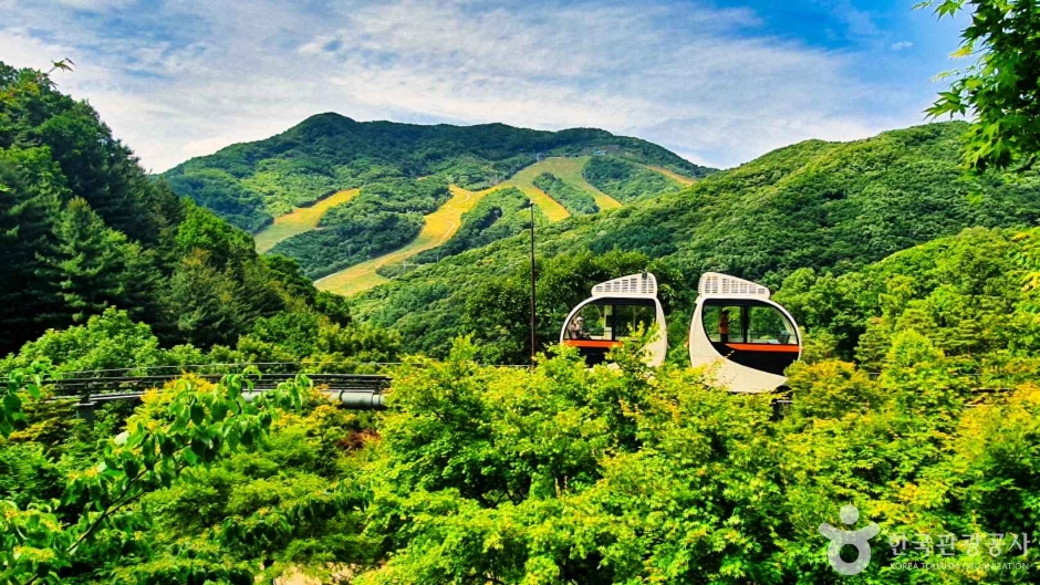 와우부산여행사 [부산출발]  화담숲단풍+진천농다리 당일 테마여행 버스투어