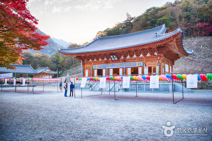 와우부산여행사 [부산출발] 정읍 내장산+내장사 단풍투어  당일 테마여행  버스투어