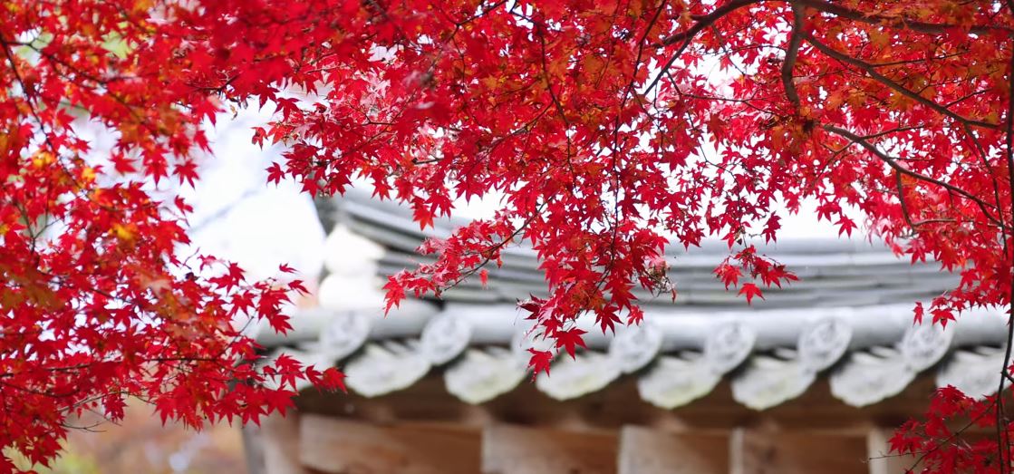 와우부산여행사 [부산출발] 정읍 내장산+내장사 단풍투어  당일 테마여행  버스투어