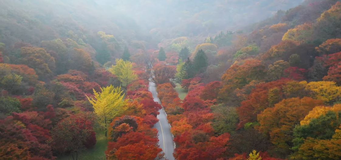 와우부산여행사 [부산출발] 정읍 내장산+내장사 단풍투어  당일 테마여행  버스투어