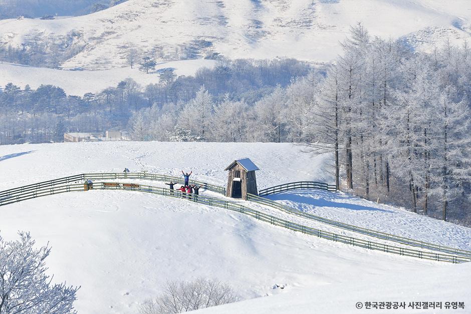 와우부산여행사  [부산출발]  정동진+대관령 양떼목장 설경투어 당일