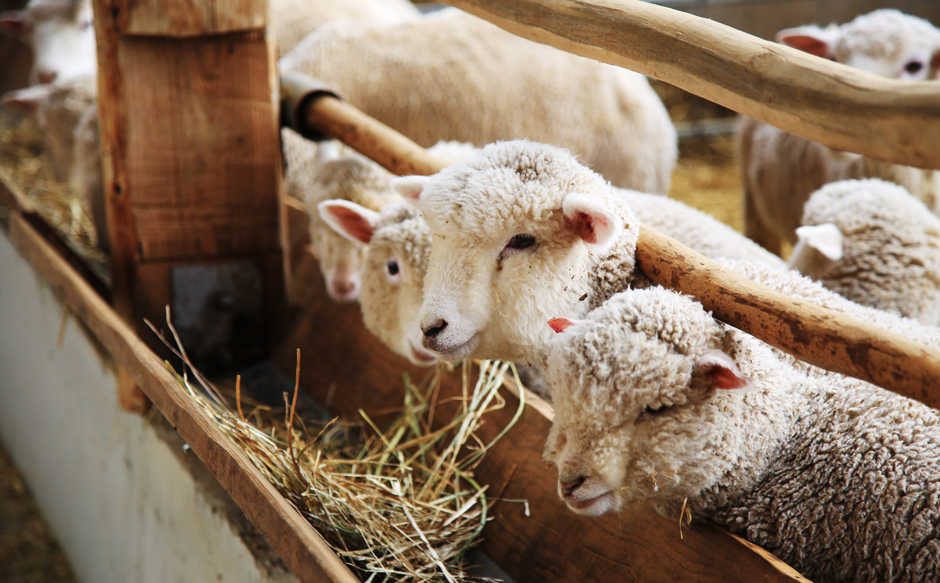 와우부산여행사  [부산출발]  정동진+대관령 양떼목장 설경투어 당일