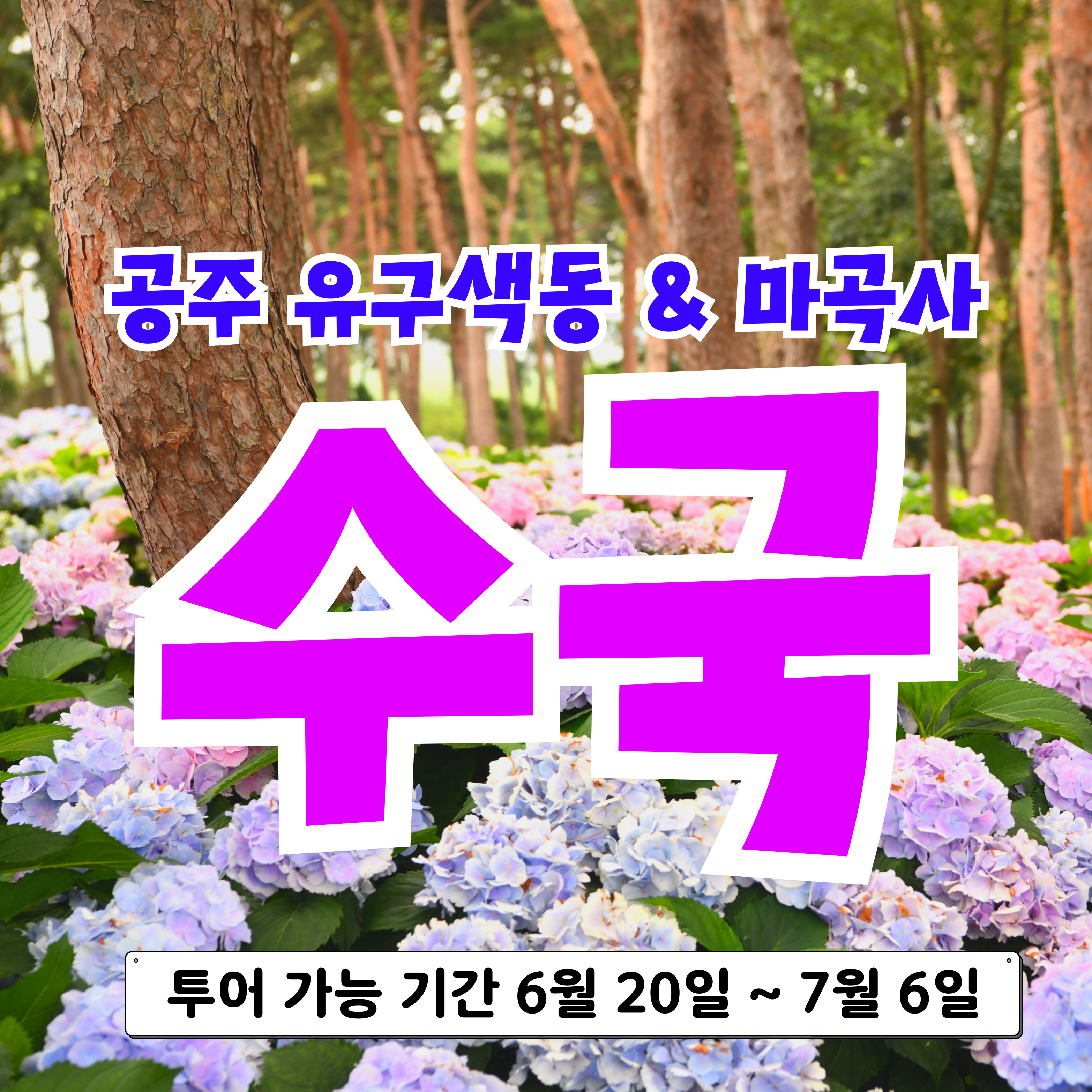 공주 유구색동 수국 & 마곡사 꽃 여행!