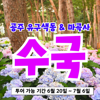 공주 유구색동 수국 & 마곡사 꽃 여행!