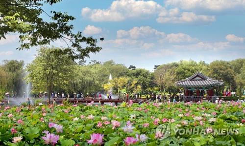 부여 궁남지 연꽃 축제 + 공산성