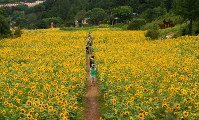 와우부산여행사 [부산출발] 태백 해바라기 축제 식사제공 당일치기 버스테마여행
