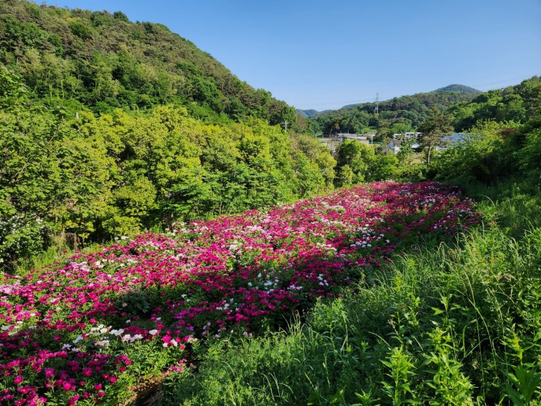 [부산출발] 함안 연꽃 + 능전수목원 + 별천계곡 여름 계곡물놀이 당일버스여행
