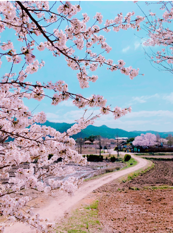 [부산출발] 왕과 사는 남자 핫 여행지 1박2일 안동/영월/정선